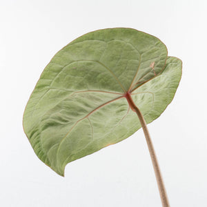 Variegated Anthurium  Zara '29' x  Zara '3' by DocBlock® (wk32-U105)