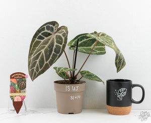 Variegated Anthurium Zara '31' x Zara '14' by DocBlock® (wk13-UJ)