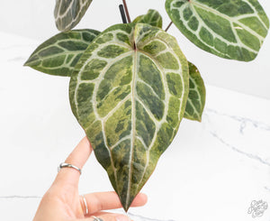 Variegated Anthurium Zara '31' x Zara '14' by DocBlock® (wk13-UJ)