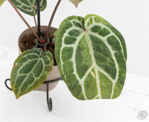 Variegated Anthurium Zara '31' x Zara '14' by DocBlock® (wk13-UJ)