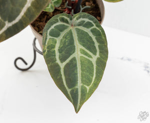 Variegated Anthurium Zara '31' x Zara '14' by DocBlock® (wk13-UJ)