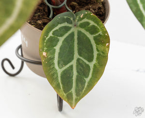 Variegated Anthurium Zara '31' x Zara '14' by DocBlock® (wk13-UJ)