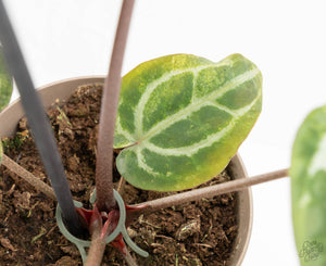 Variegated Anthurium Zara '31' x Zara '14' by DocBlock® (wk13-UJ)