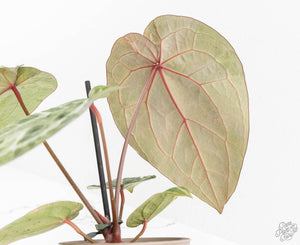 Variegated Anthurium Zara '31' x Zara '14' by DocBlock® (wk13-UJ)