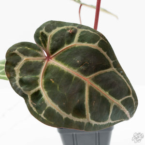 Anthurium Zara '33' x Zara '29' by DocBlock® (wk16-M)