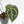 Anthurium Zara '33' x Zara '29' by DocBlock® (wk16-M)