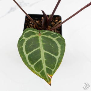 Anthurium Zara '33' x Zara '29' by DocBlock® (wk16-M)