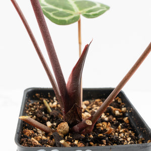 Anthurium Zara '33' x Zara '29' by DocBlock® (wk16-M)