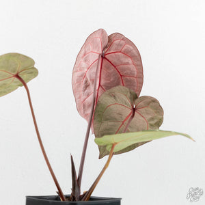 Anthurium Zara '33' x Zara '29' by DocBlock® (wk16-M)