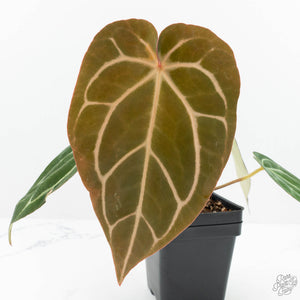 Anthurium DocBlock F2 x Carlablackiae  by DocBlock® (wk19-F)