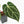 Anthurium DocBlock F2 x Carlablackiae  by DocBlock® (wk19-F)