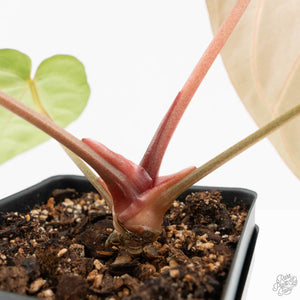 Anthurium DocBlock F2 x Carlablackiae  by DocBlock® (wk19-F)