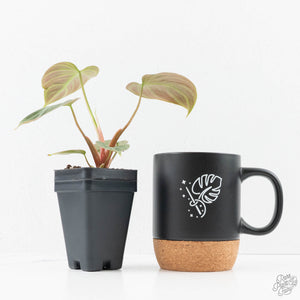 Philodendron sp. 'El Choco Red' *Growers Choice*