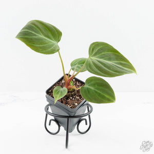 Philodendron sp. 'El Choco Red' *Growers Choice*