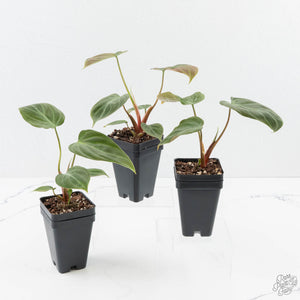 Philodendron sp. 'El Choco Red' *Growers Choice*