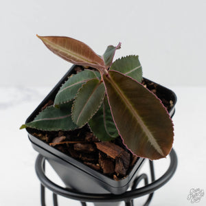 Labisia pumilia 'Electric Pink'