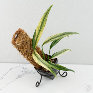 Epipremnum Amplissimum Albo Variegated (wk8-M)