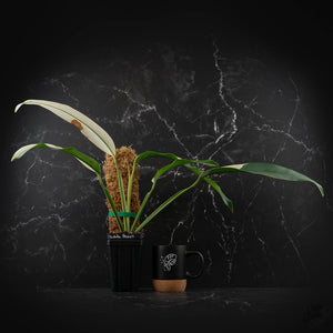 Epipremnum Giganteum Albo Variegated 'White Pearl' (wk43-L227)
