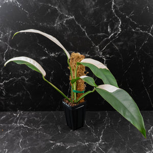Epipremnum Giganteum Albo Variegated 'White Pearl' (wk43-L227)