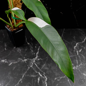 Epipremnum Giganteum Albo Variegated 'White Pearl' (wk43-L227)