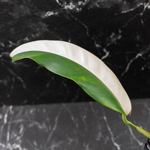 Epipremnum Giganteum Albo Variegated 'White Pearl' (wk43-L227)