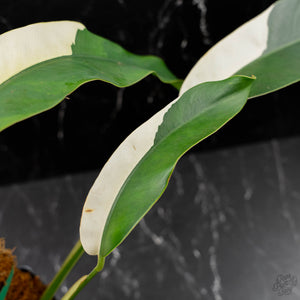 Epipremnum Giganteum Albo Variegated 'White Pearl' (wk43-L227)