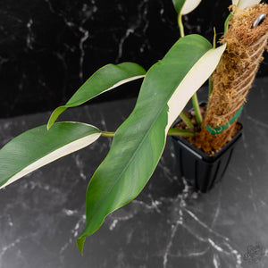 Epipremnum Giganteum Albo Variegated 'White Pearl' (wk43-L227)