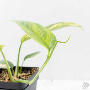 Epipremnum Pinnatum 'Cebu Blue' Variegated (wk26-D)