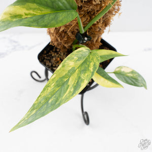 Epipremnum Pinnatum 'Cebu Blue' Variegated (wk29-F)