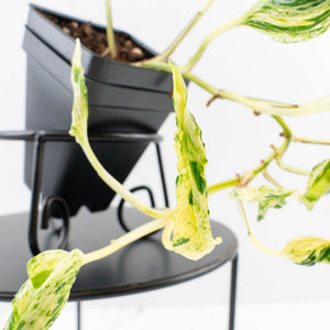 Epipremnum Teruno 'Love Song' (wk34-L61)