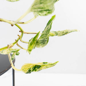 Epipremnum Teruno 'Love Song' (wk34-L61)