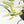 Epipremnum Teruno 'Love Song' (wk34-L61)