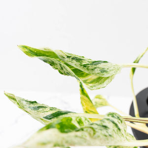 Epipremnum Teruno 'Love Song' (wk34-L61)