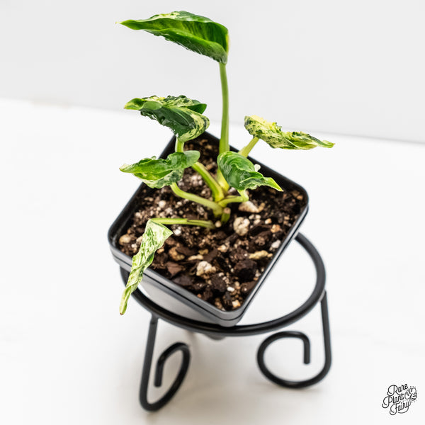 Epipremnum Teruno 'Love Song' (wk5-A)