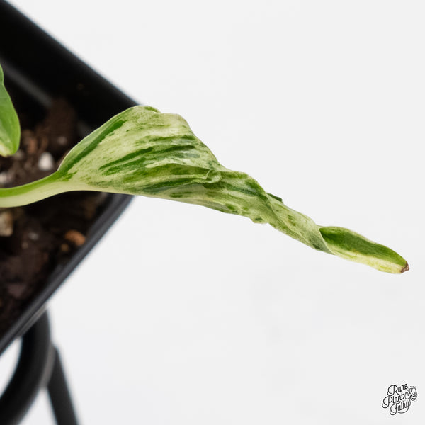 Epipremnum Teruno 'Love Song' (wk5-A)