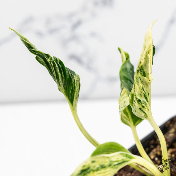 Epipremnum Teruno 'Love Song' (wk52-E)