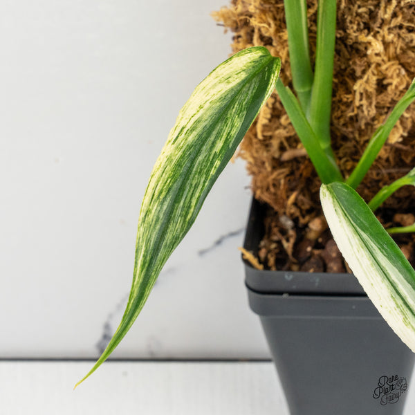 Epipremnum Amplissimum Albo Variegated (wk47-H)