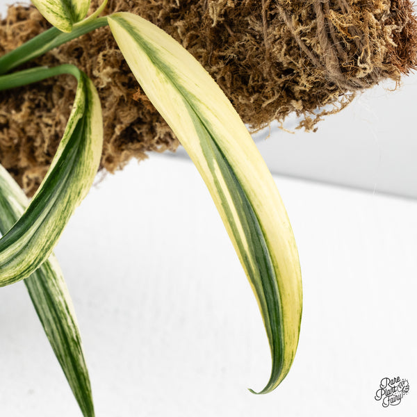 Epipremnum Amplissimum Albo Variegated (wk47-H)