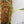 Epipremnum Amplissimum Albo Variegated No. 1 (wk33-I)