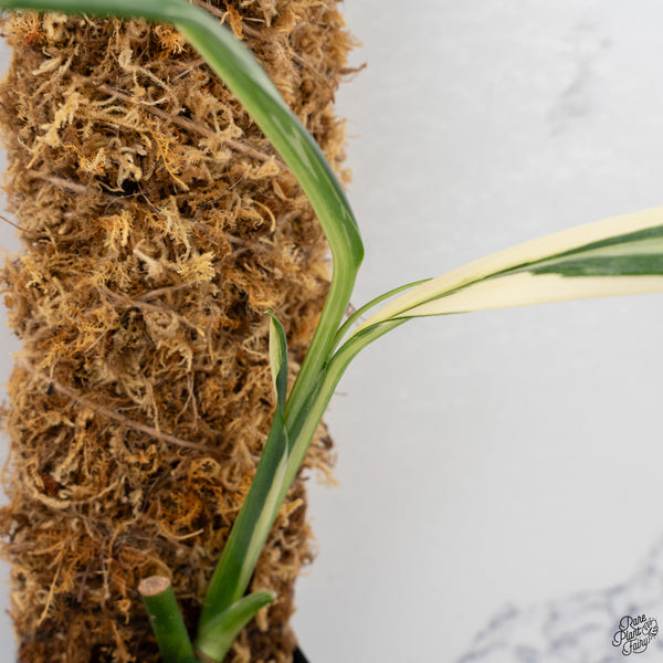 Epipremnum Amplissimum Albo Variegated No. 1 (wk33-I)