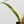 Epipremnum Amplissimum Albo Variegated No. 1 (wk33-I)