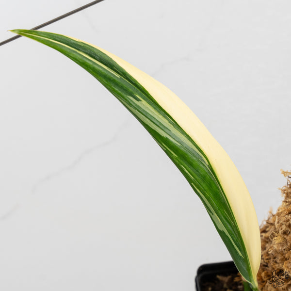 Epipremnum Amplissimum Albo Variegated No. 1 (wk33-I)