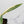 Epipremnum Amplissimum Albo Variegated No. 1 (wk33-I)
