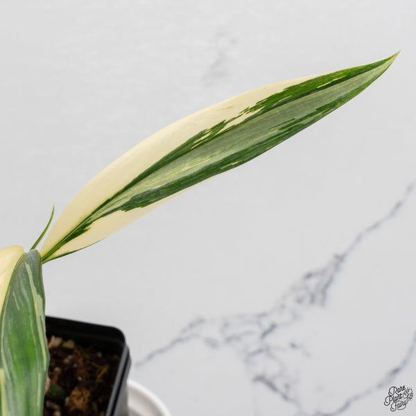 Epipremnum Amplissimum Albo Variegated No. 1 (wk33-I)