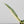 Epipremnum Amplissimum Albo Variegated No. 1 (wk33-I)