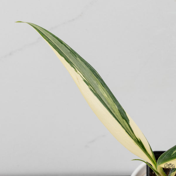 Epipremnum Amplissimum Albo Variegated No. 1 (wk33-I)
