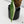 Epipremnum Amplissimum Albo Variegated No. 1 (wk35-I)