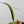 Epipremnum Amplissimum Albo Variegated No. 1 (wk35-I)