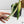 Epipremnum Amplissimum Albo Variegated No. 1 (wk35-I)