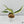Epipremnum Amplissimum Albo Variegated No. 1 (wk35-I)